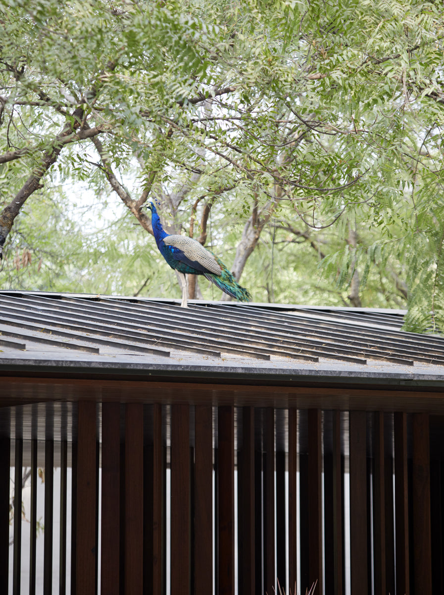 Peacock perched on the shingled roof edge above timber louvres