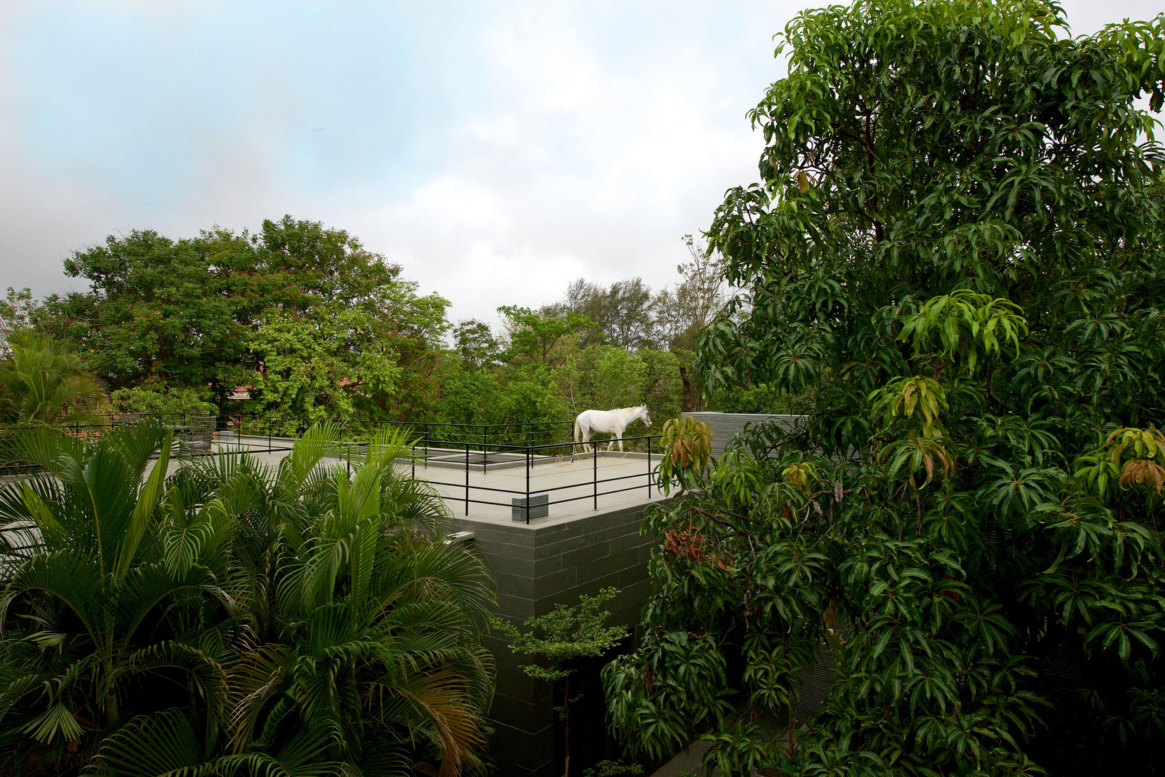 White horse standing on the grassed roof terrace, seen through mango and palm foliage
