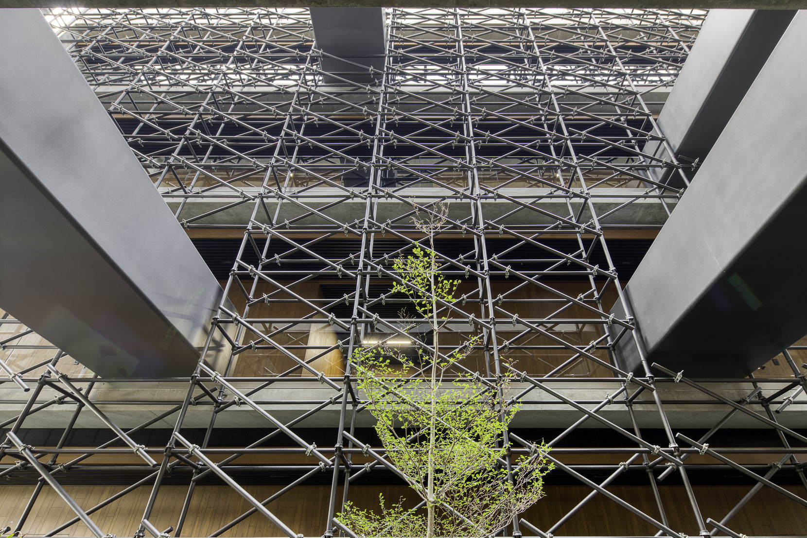 Looking up through the tube lattice to the skylight, a slender tree in the light well
