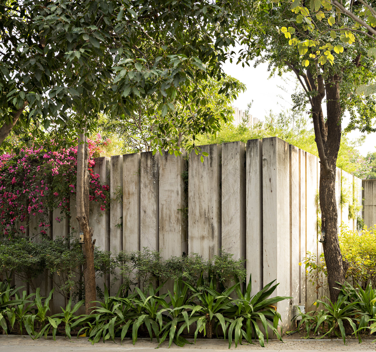 Fluted stone boundary wall from the road, planted with agave and flowering bougainvillea