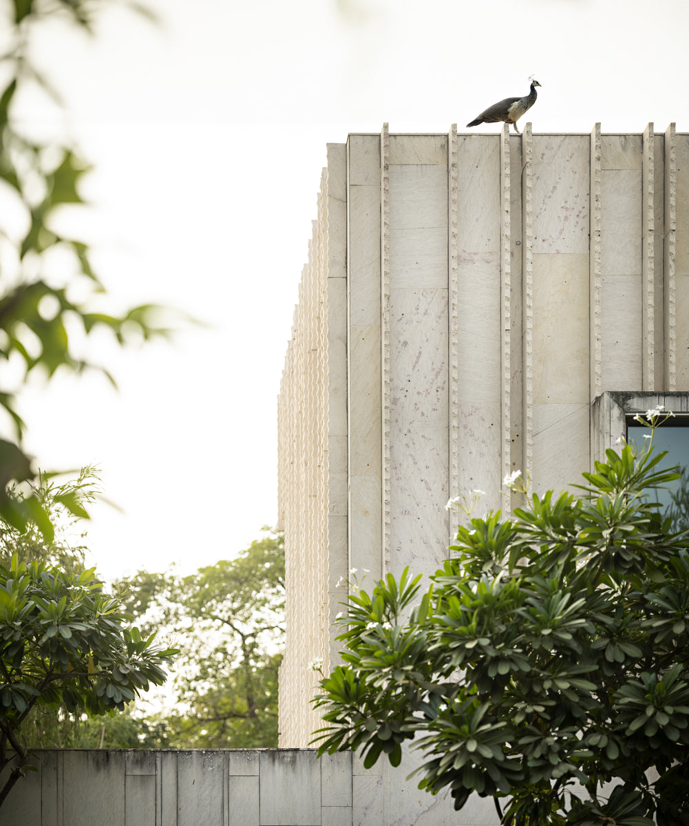 Peacock perched on the ribbed stone parapet above the frangipani trees
