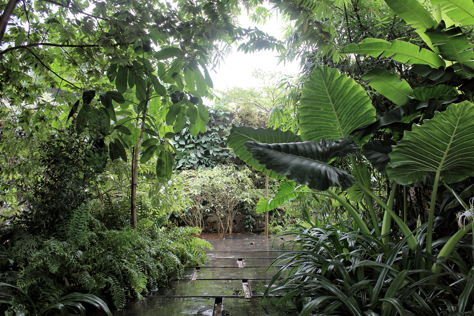 Densely planted entry court, timber decking threading between ferns and banana leaves
