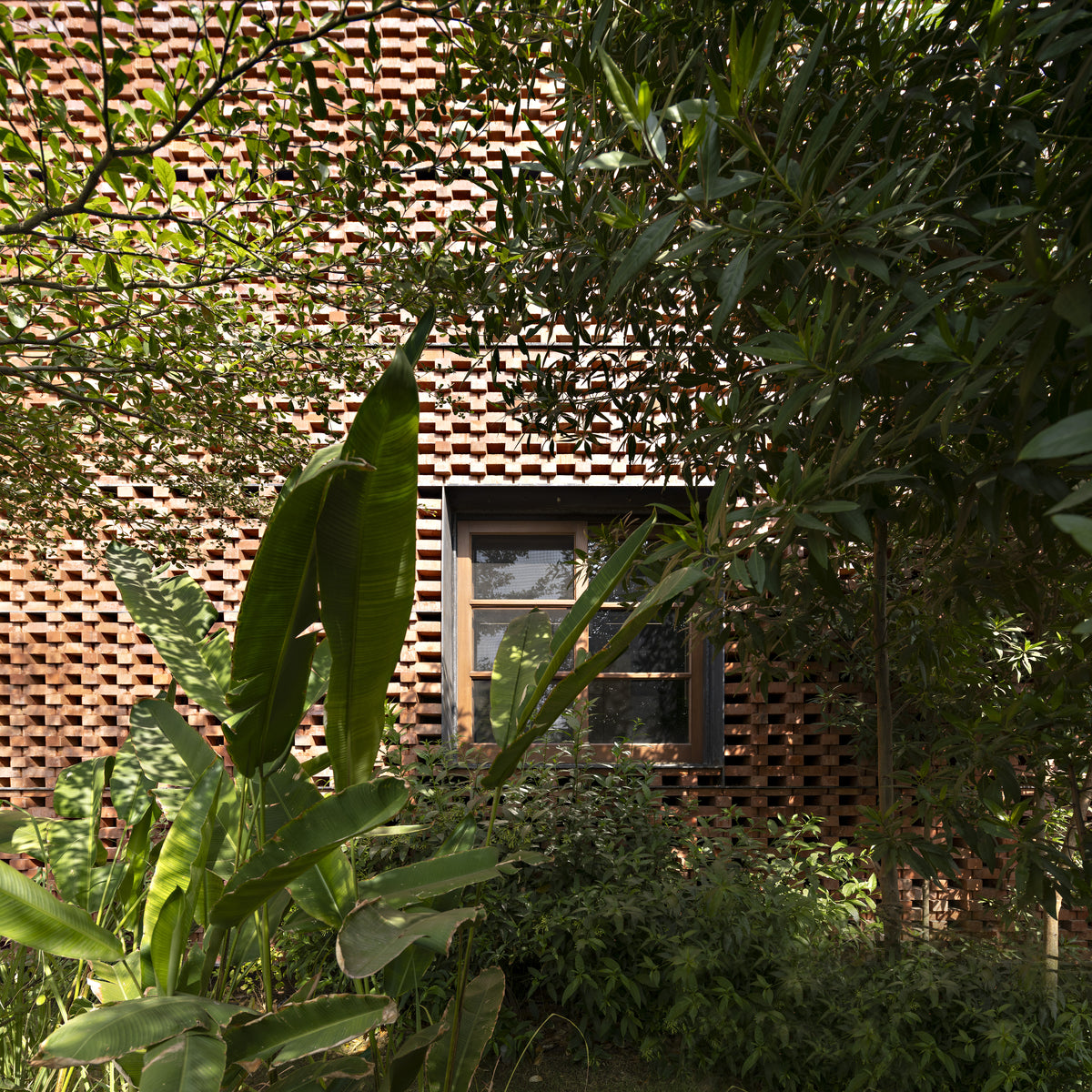 Timber window in the brick screen, half hidden behind banana leaves and frangipani
