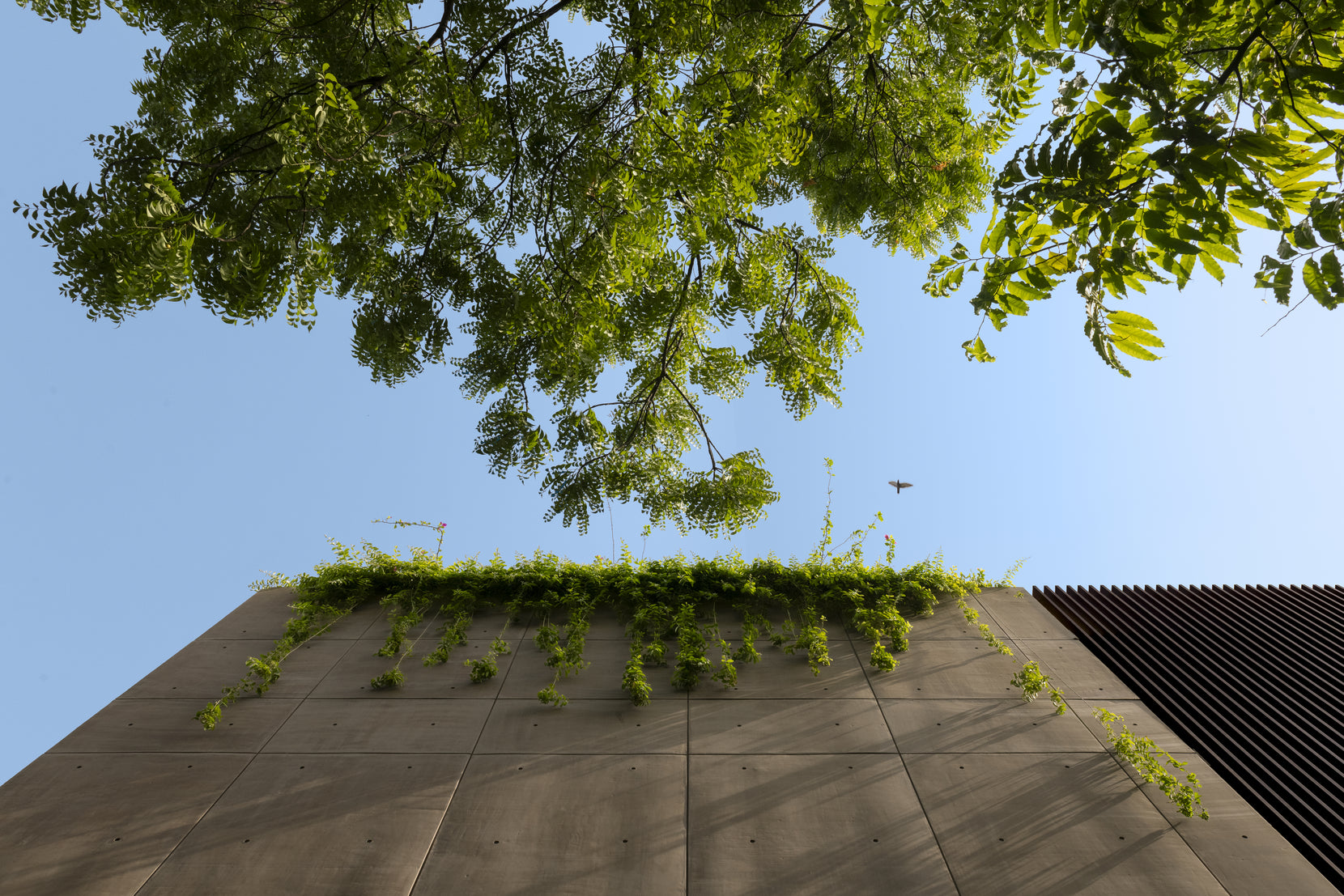 Creepers spilling over the parapet of the concrete wall against tree canopy and blue sky