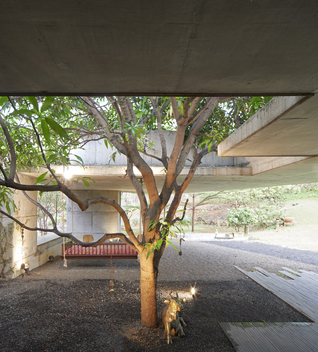 Mango tree in a gravel court beneath crossing concrete slabs, brass figure at its base