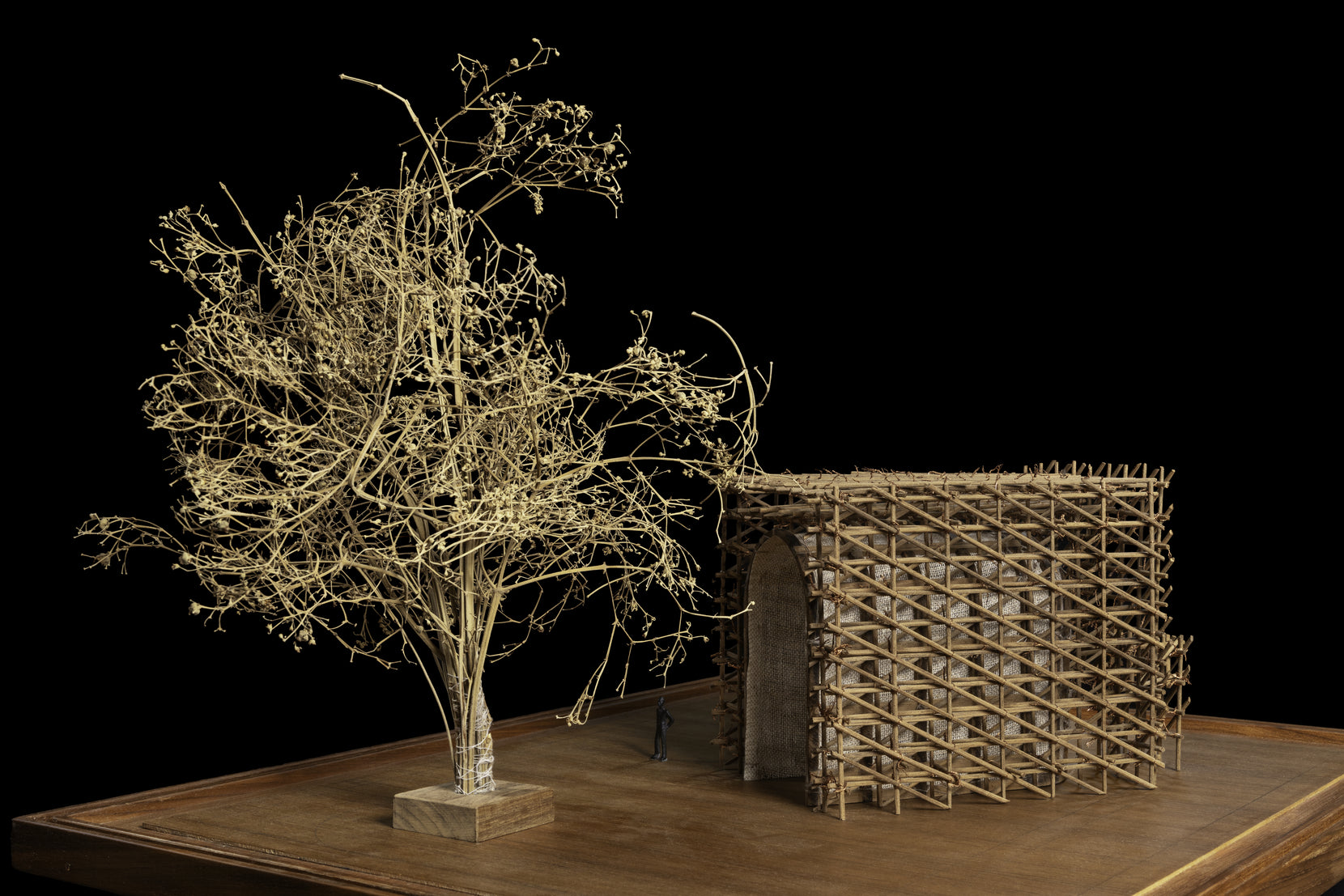Study model side on, the model tree standing clear of the lattice enclosure